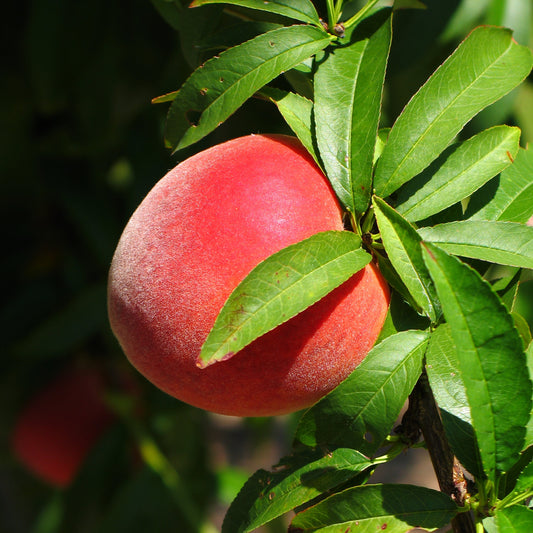 Red Haven Peach Tree - Fruit Tree - Buy Online at Barely Rooted