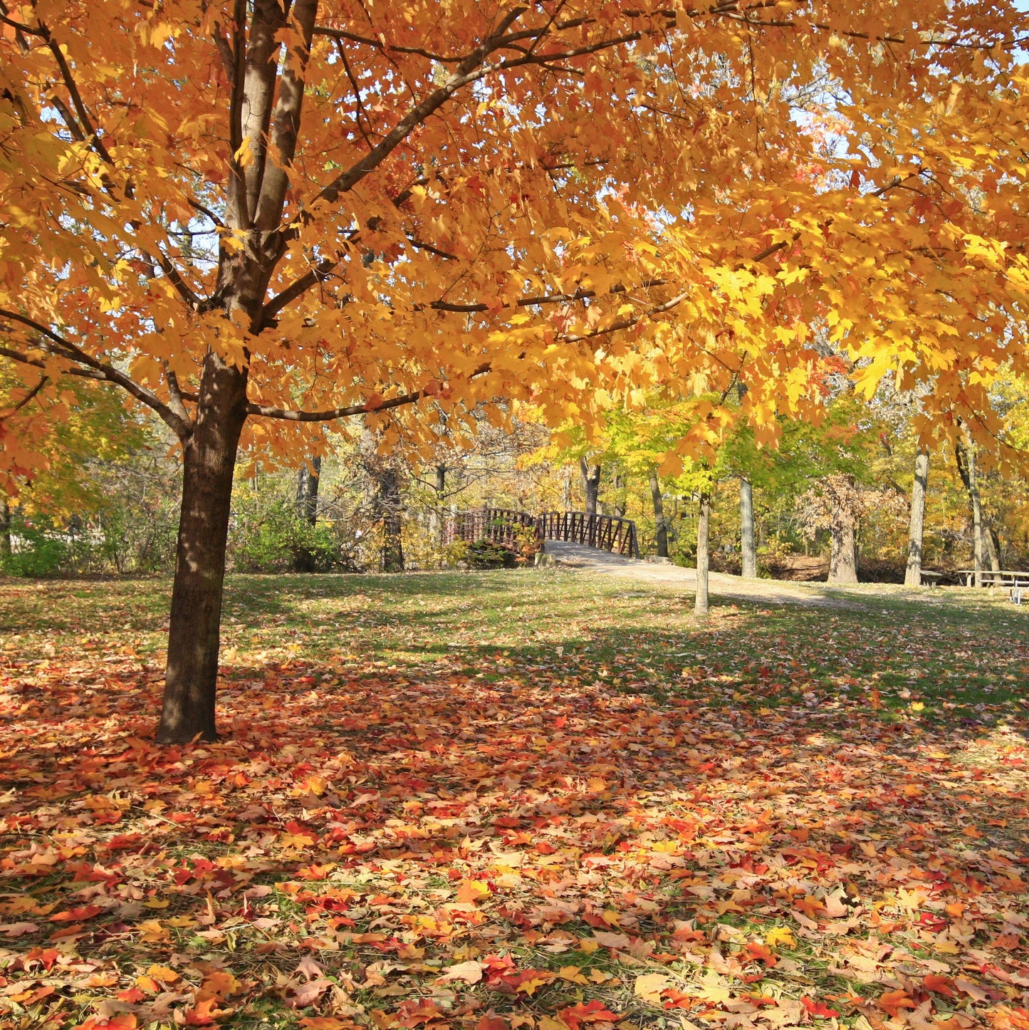 Red Maple Tree