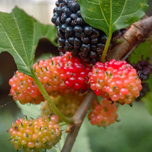 Red Mulberry Tree
