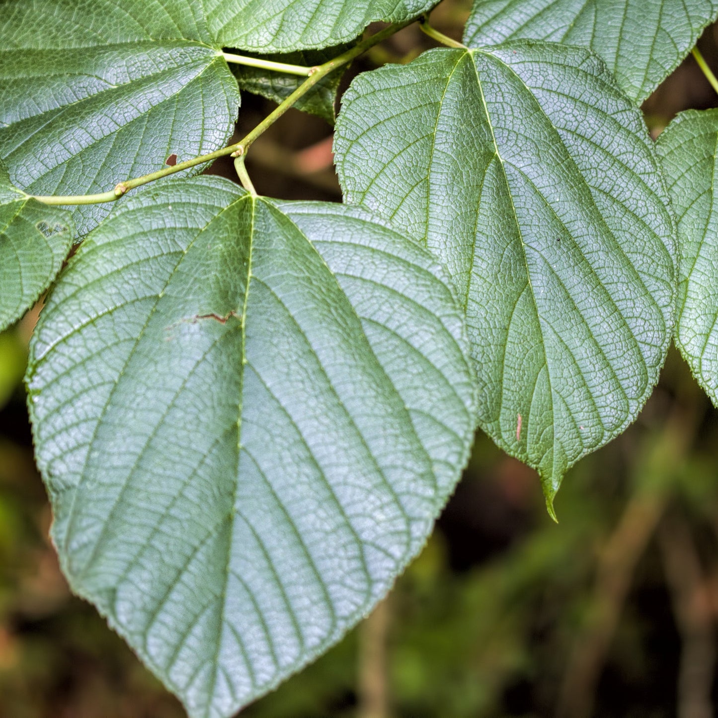 Red Mulberry Tree