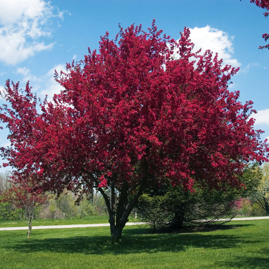 Red Splendor Crabapple Tree - Flowering Tree - Buy Online at Barely Rooted
