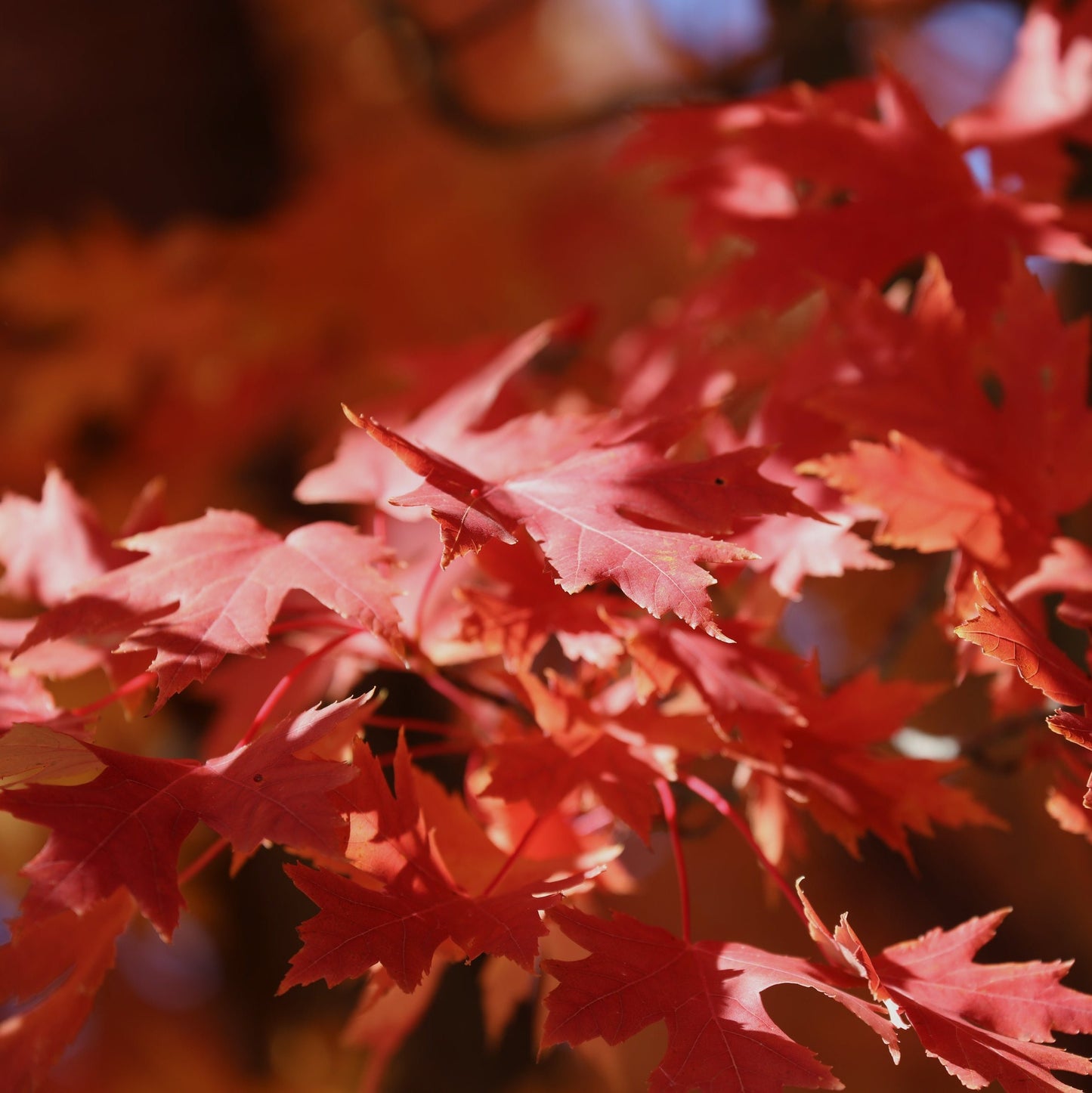 Red Sunset Maple Tree