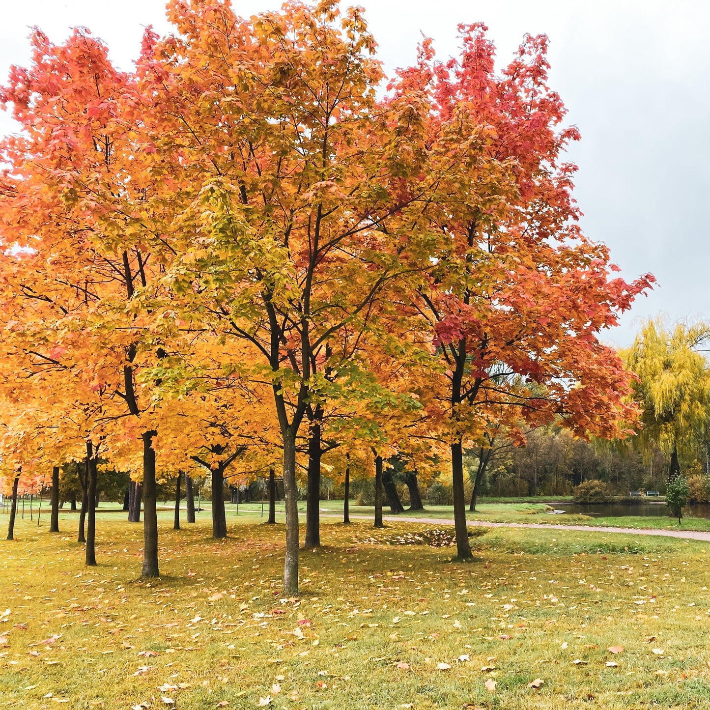 Red Sunset Maple Tree