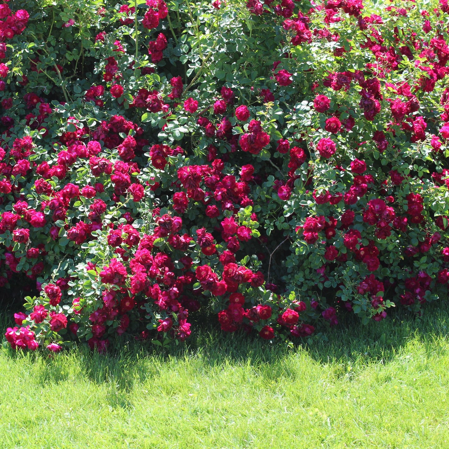 Red Prince Weigela Bush