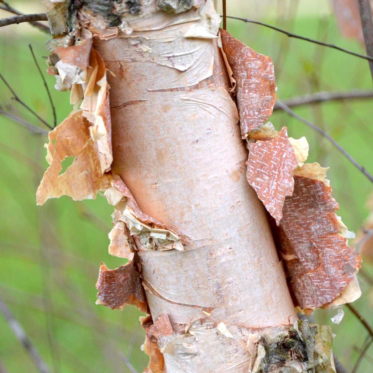 River Birch Tree