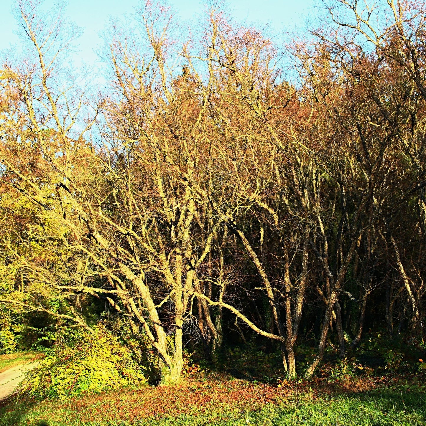 River Birch Tree