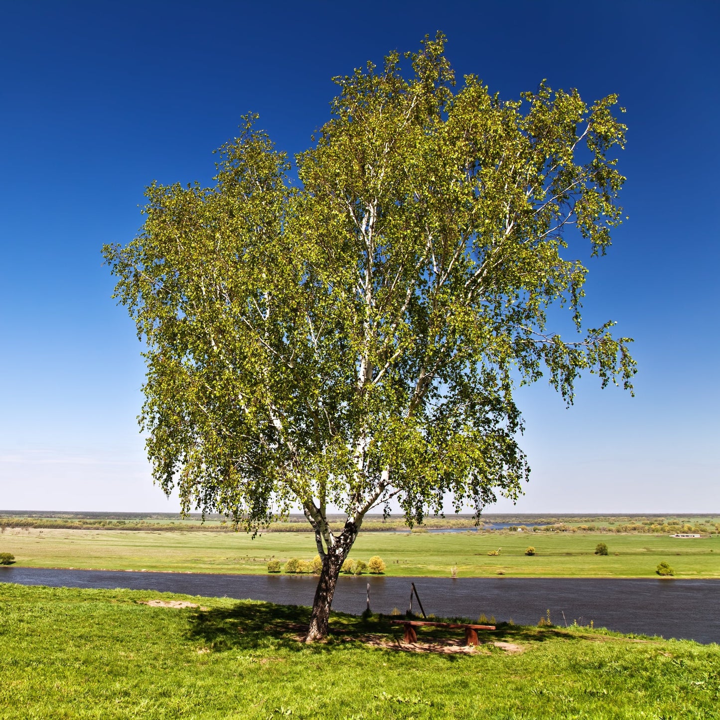 River Birch Tree