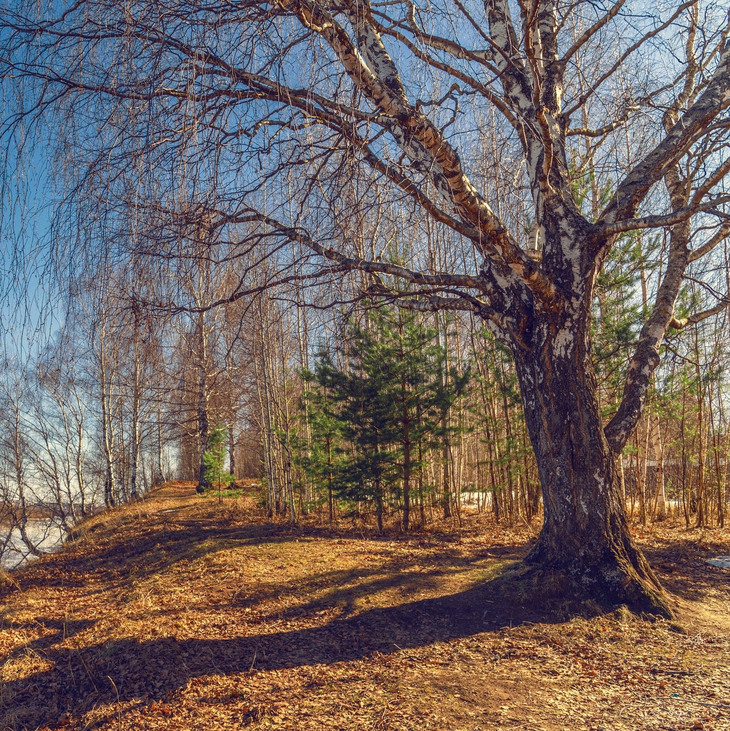 River Birch Tree