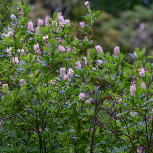 Ruby Spice Clethra Shrub - Flowering Shrub - Buy Online at Barely Rooted
