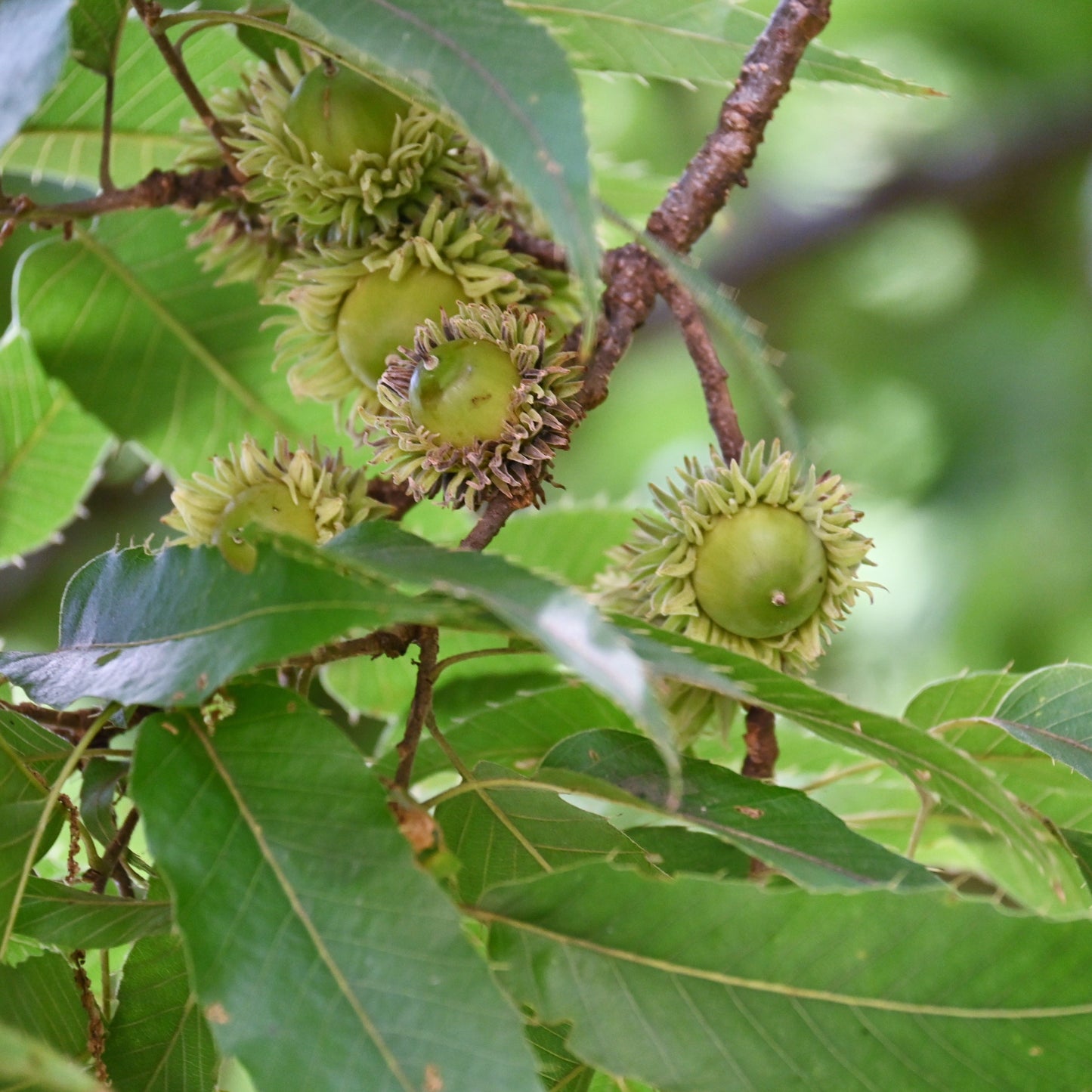 Sawtooth Oak Tree