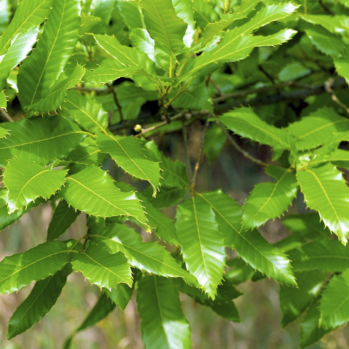 Sawtooth Oak Tree