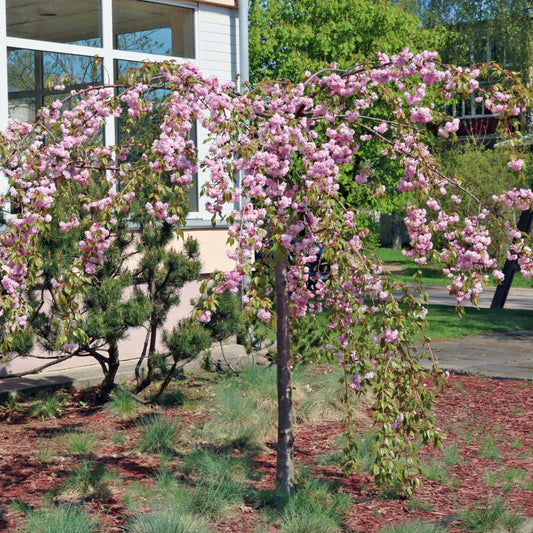 Shidare Weeping Cherry Tree - Flowering Tree - Buy Online at Barely Rooted