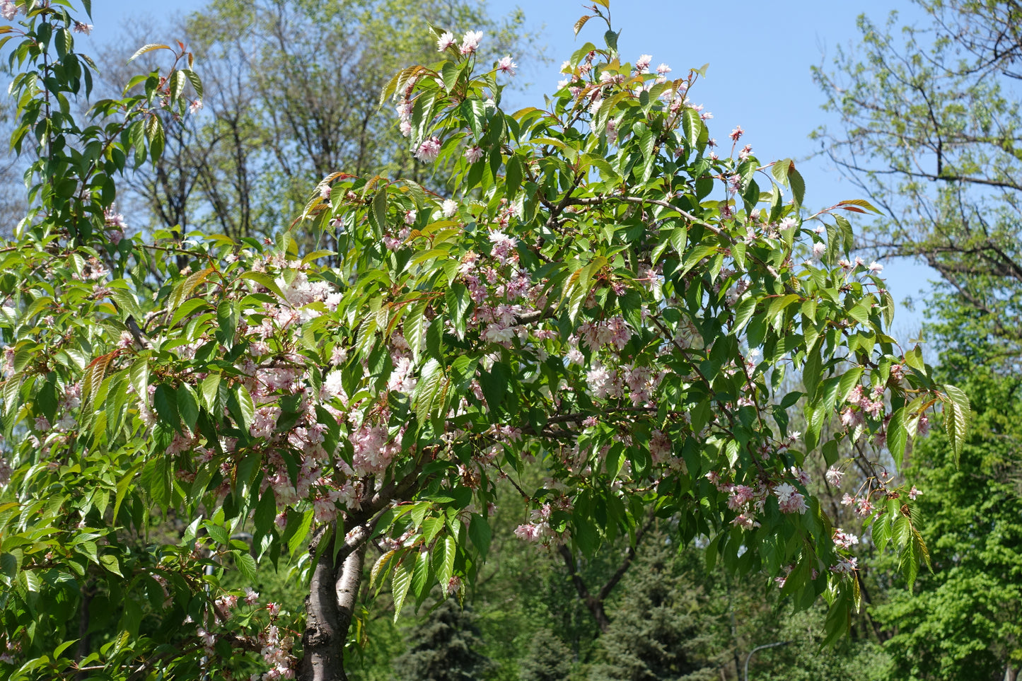 Shidare Weeping Cherry Tree