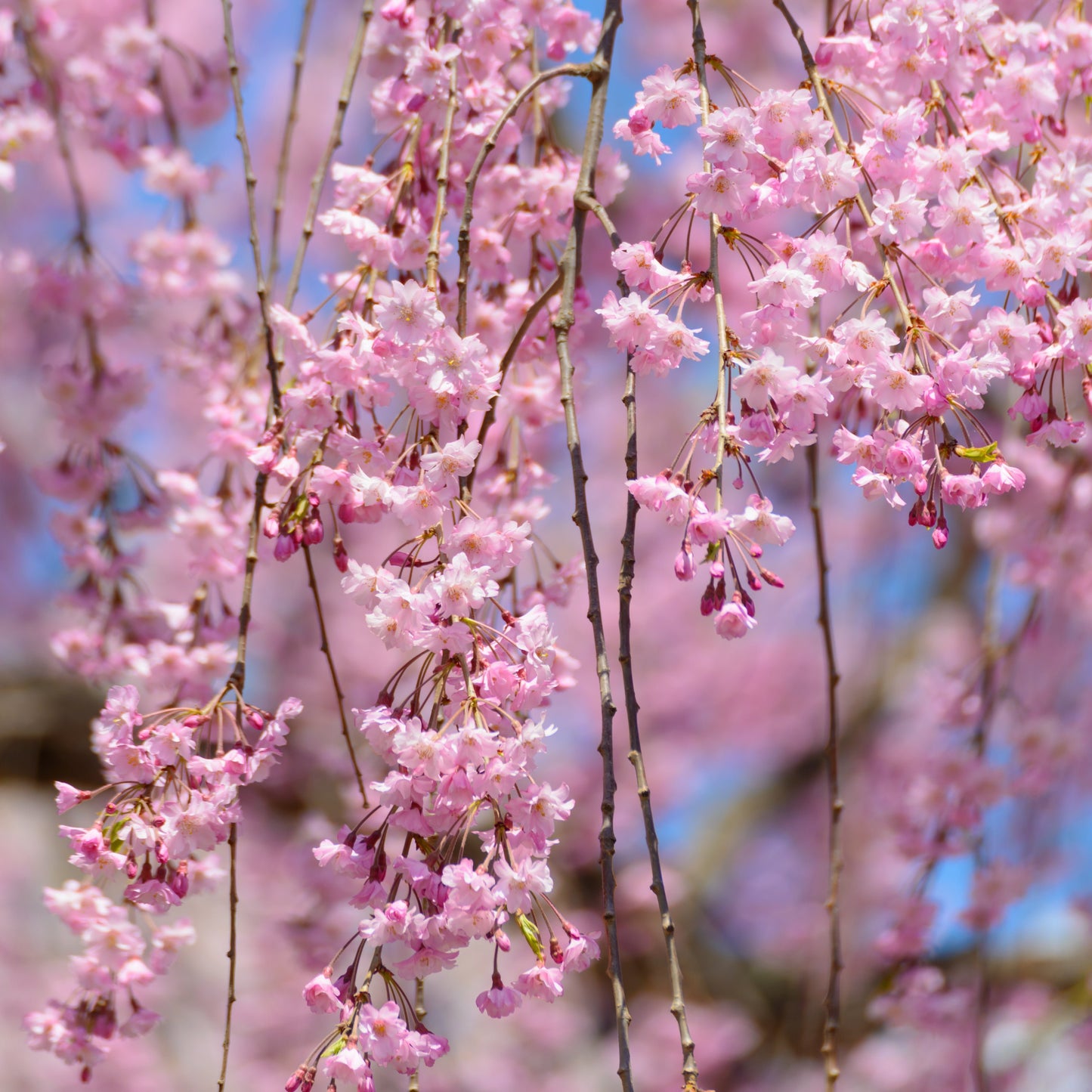 Shidare Weeping Cherry Tree