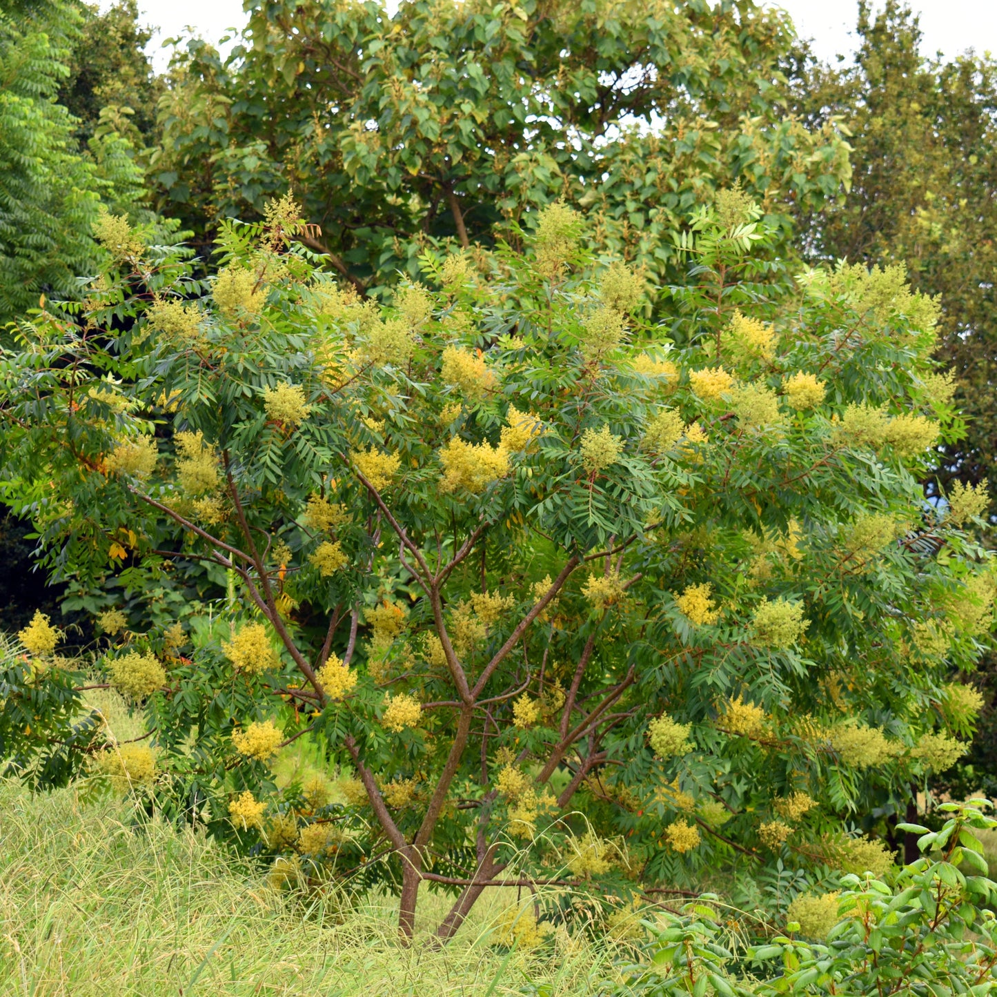 Shining Sumac Tree