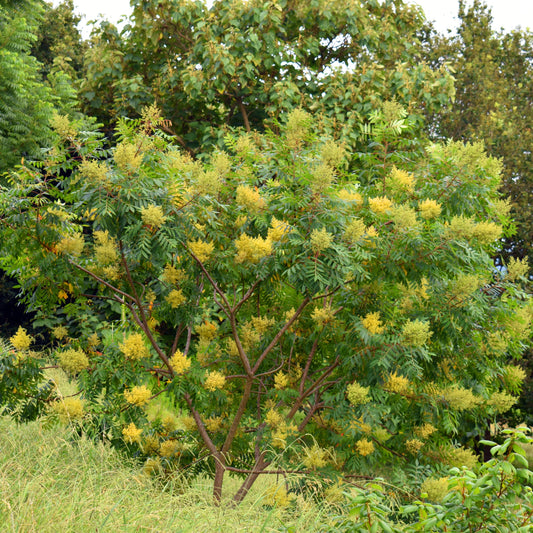 Shining Sumac Tree