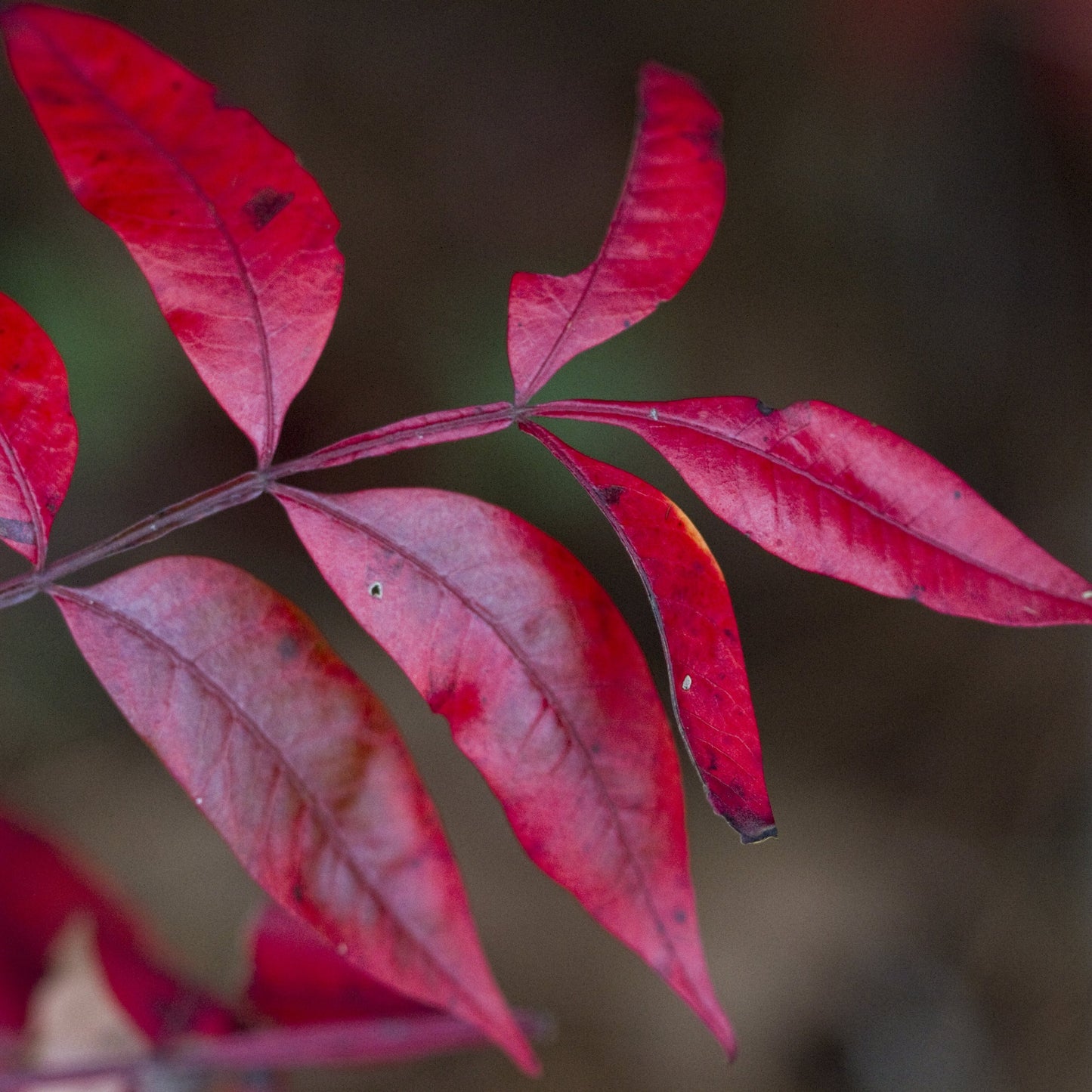 Shining Sumac Tree