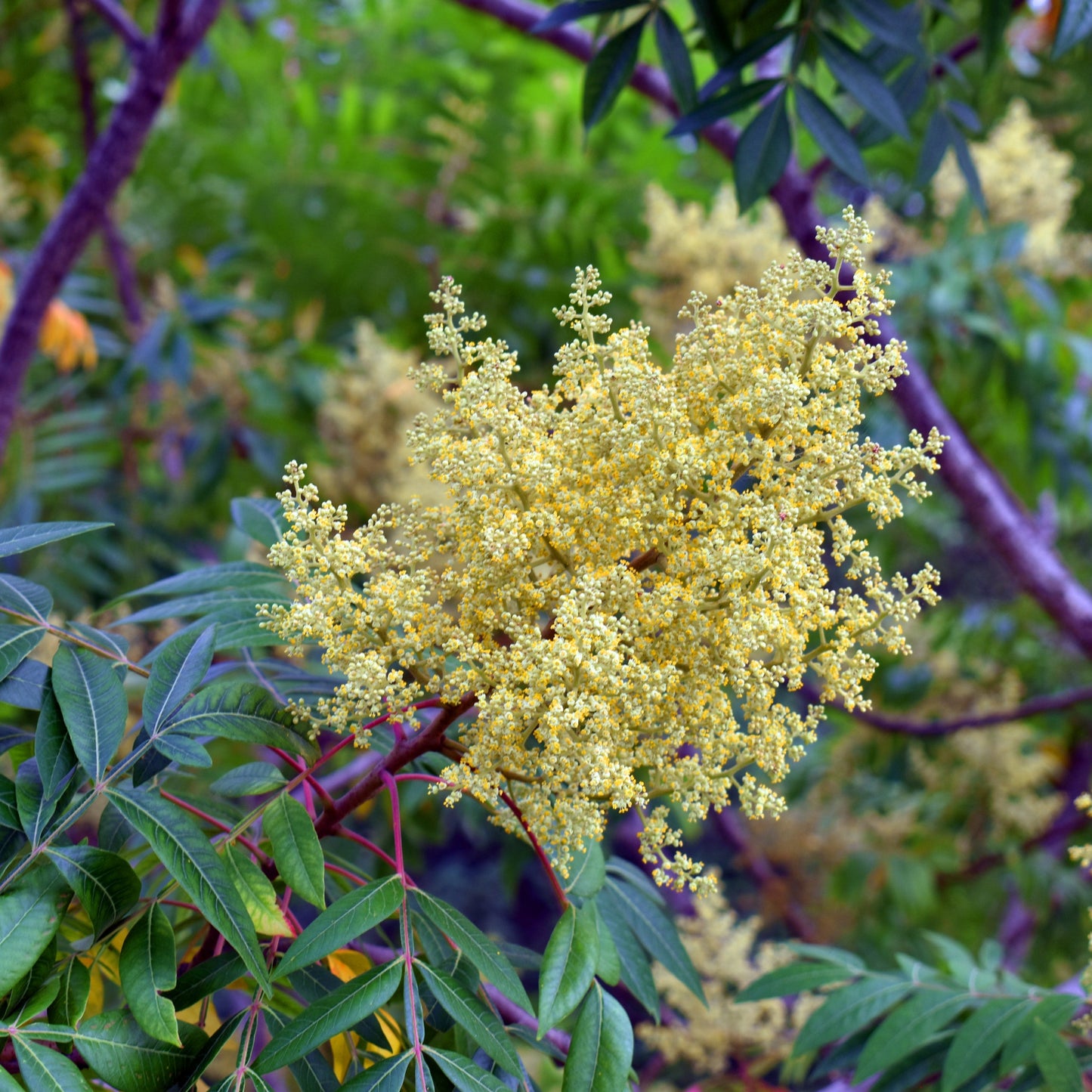 Shining Sumac Tree