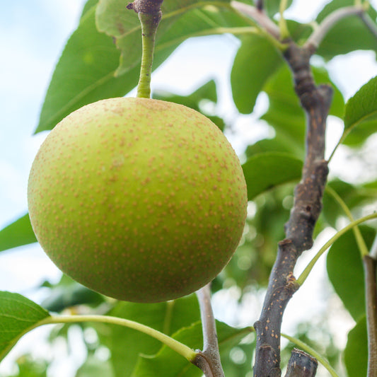Shinseiki Asian Pear Tree - Fruit Tree - Buy Online at Barely Rooted