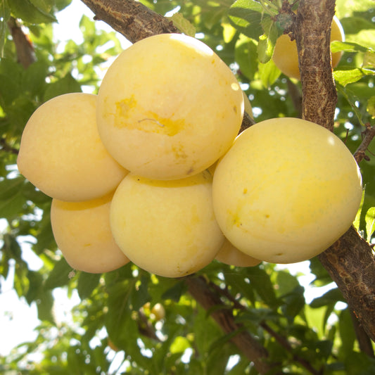 Shiro Plum Tree
