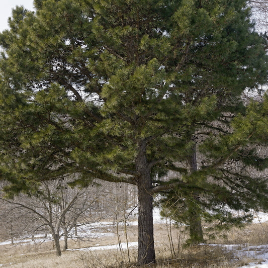 Shortleaf Pine Tree