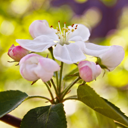 Siberian Crabapple Tree - Flowering Tree - Buy Online at Barely Rooted