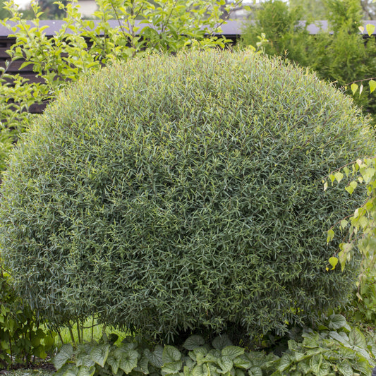 Silky Willow Shrub - Bushes & Shrubs - Buy Online at Barely Rooted