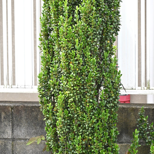 Sky Pencil Holly - Evergreen - Buy Online at Barely Rooted