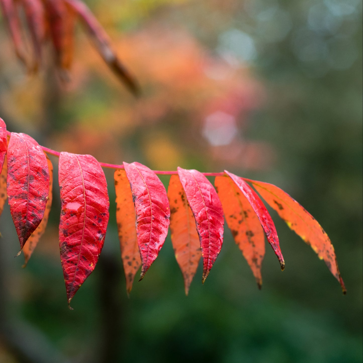 Smooth Sumac Bush