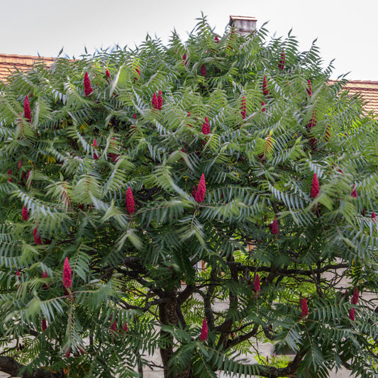 Smooth Sumac Bush
