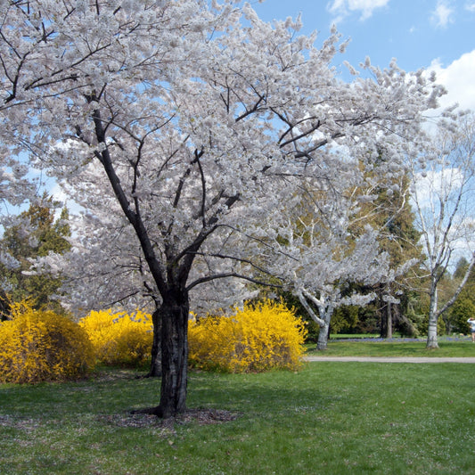 Snowdrift Crabapple - Flowering Tree - Buy Online at Barely Rooted