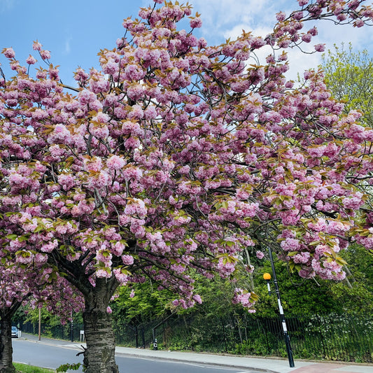 Snow Fountains® Weeping Cherry Tree