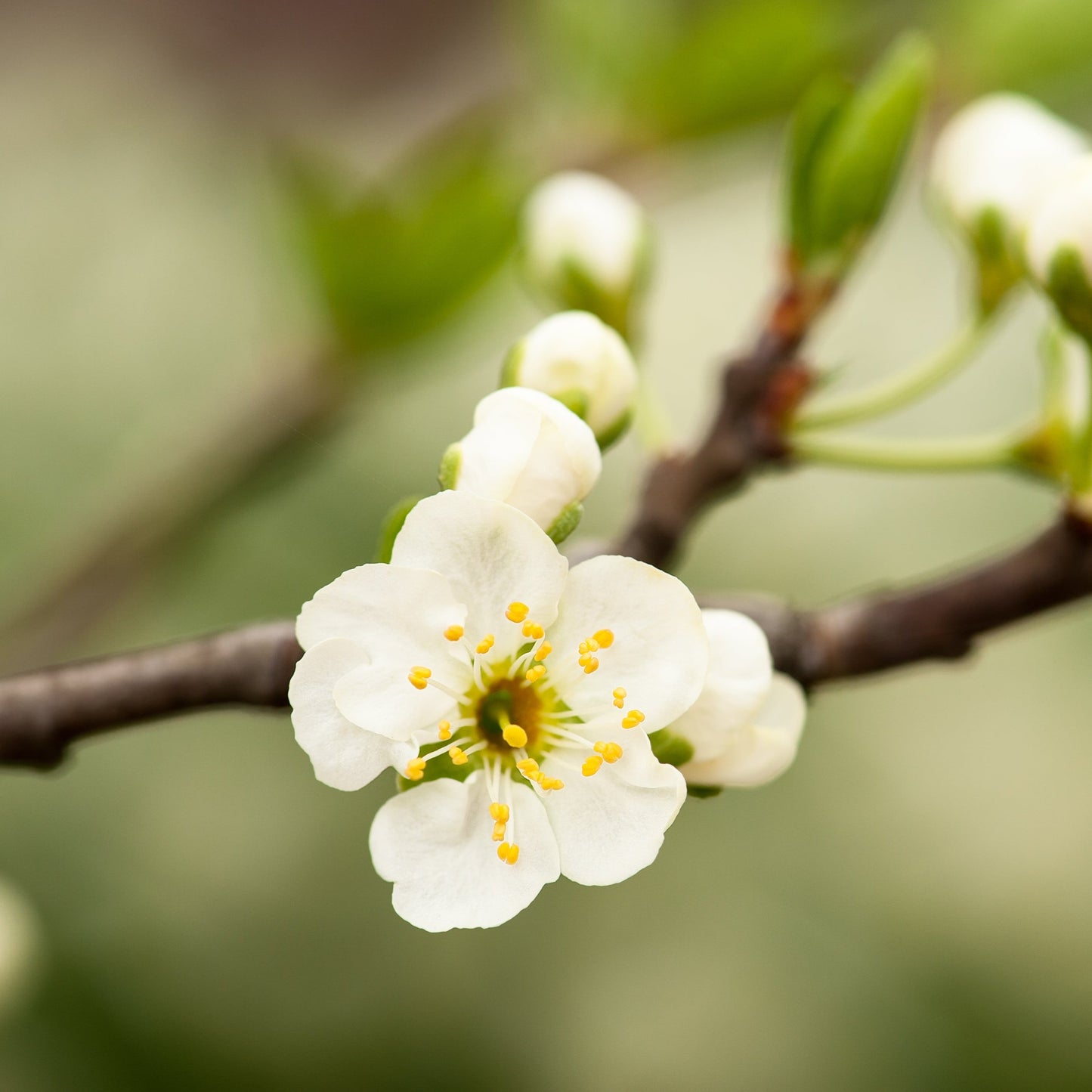 Snow Goose Cherry Tree