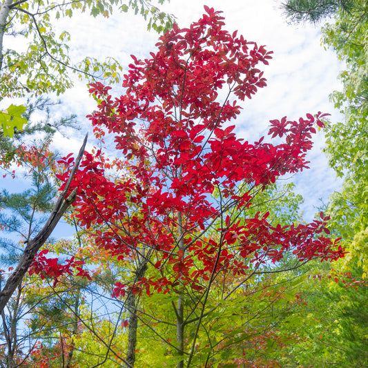 Sourwood Tree - Shade Tree - Buy Online at Barely Rooted