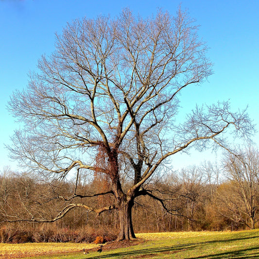 Southern Red Oak Tree - Shade Tree - Buy Online at Barely Rooted