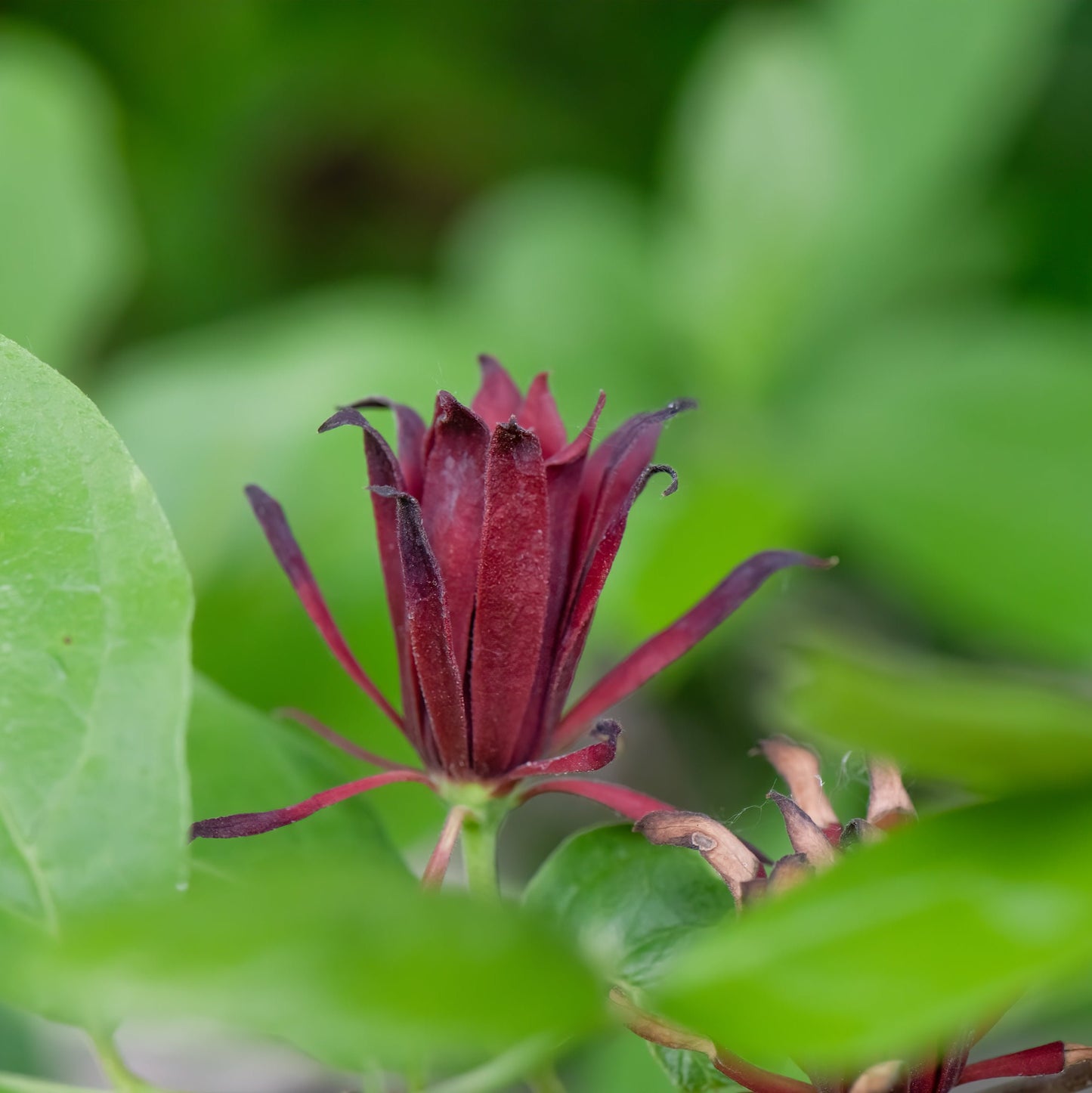 Sweet Shrub