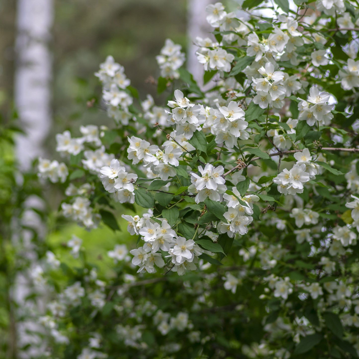 Sweet Mock Orange Shrub