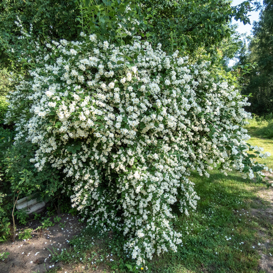 Sweet Mock Orange Shrub - Bare Root - Buy Online at Barely Rooted