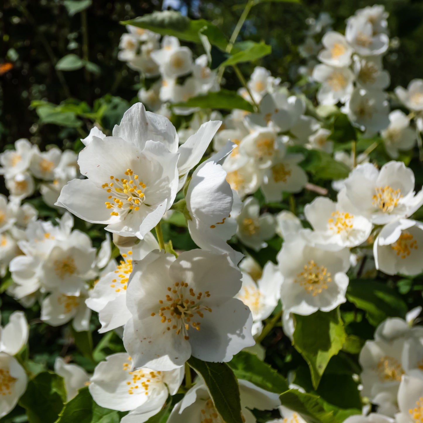 Sweet Mock Orange Shrub