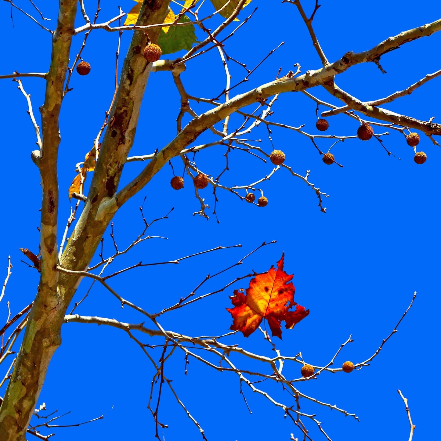 American Sycamore Tree