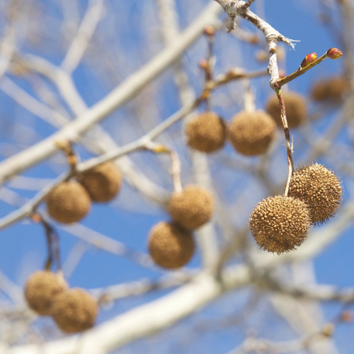 American Sycamore Tree