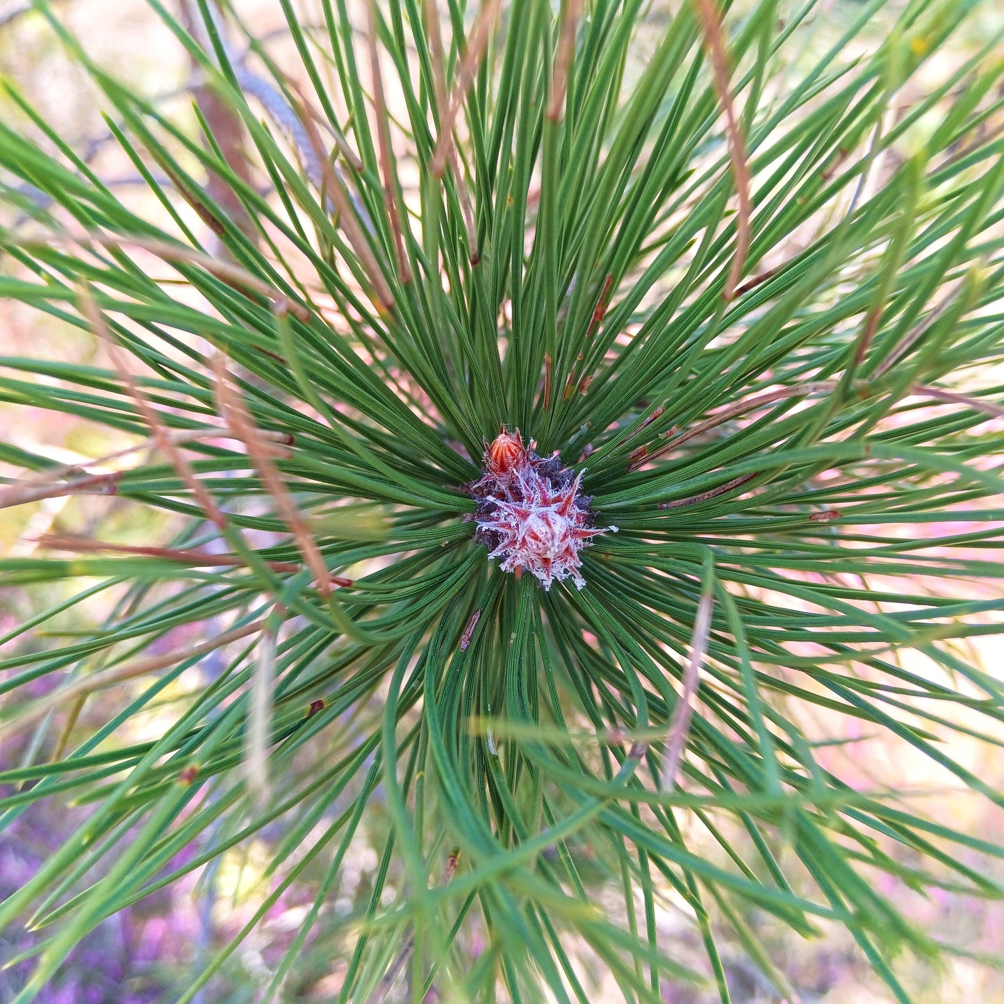 Table Mountain Pine
