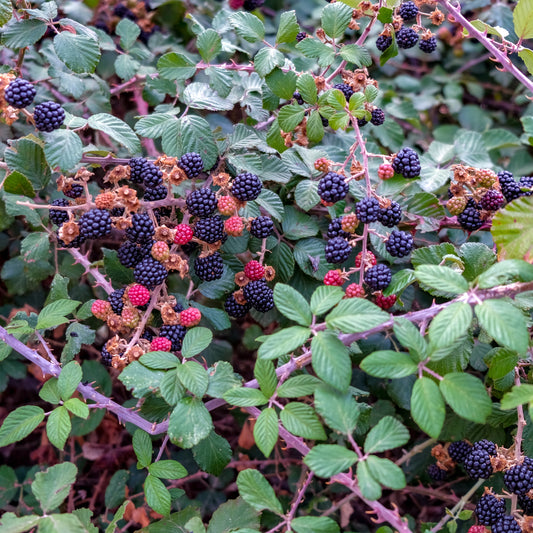 Triple Crown Blackberry - Berry Plants - Buy Online at Barely Rooted