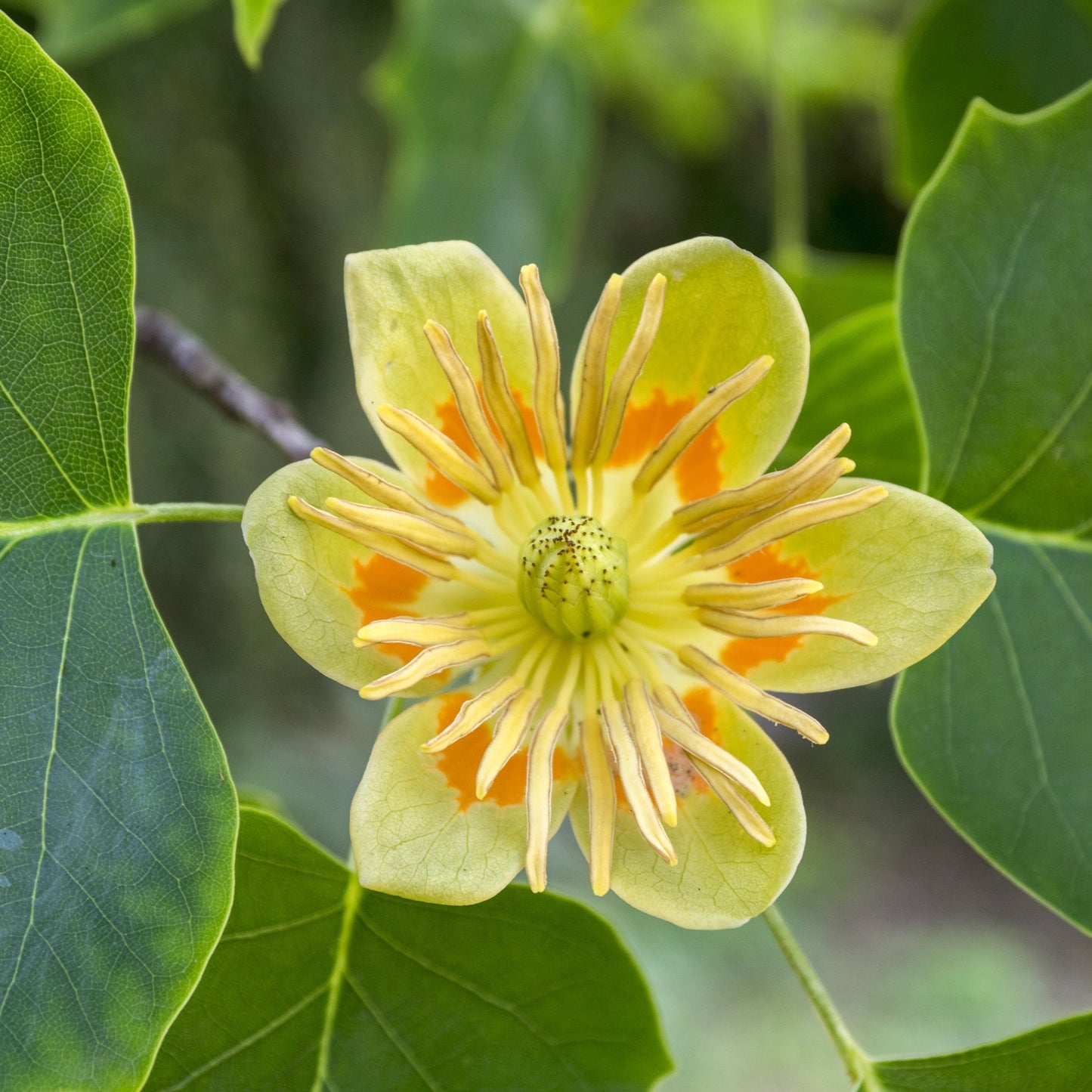 Tulip Poplar Tree