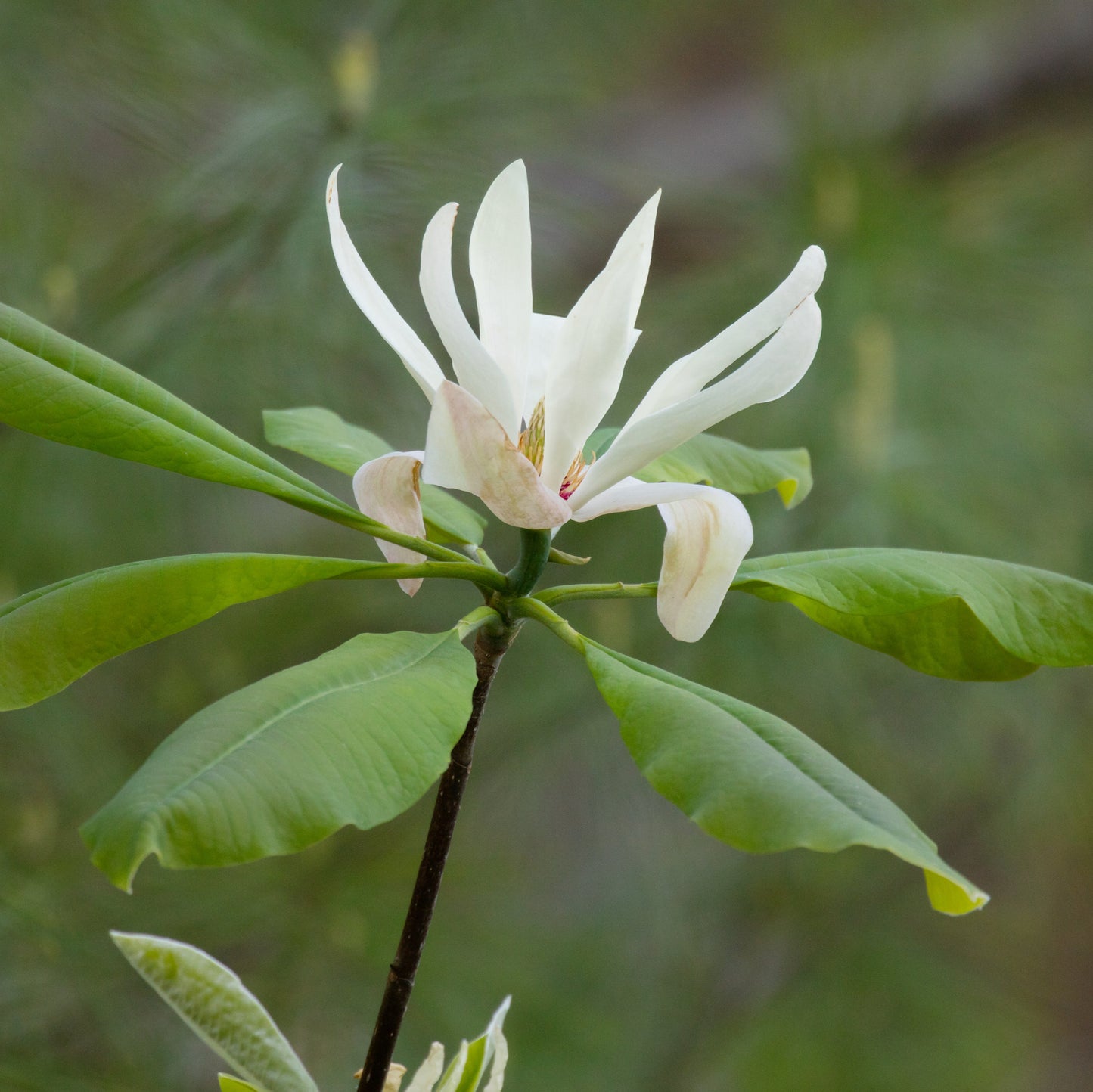 Umbrella Magnolia Tree
