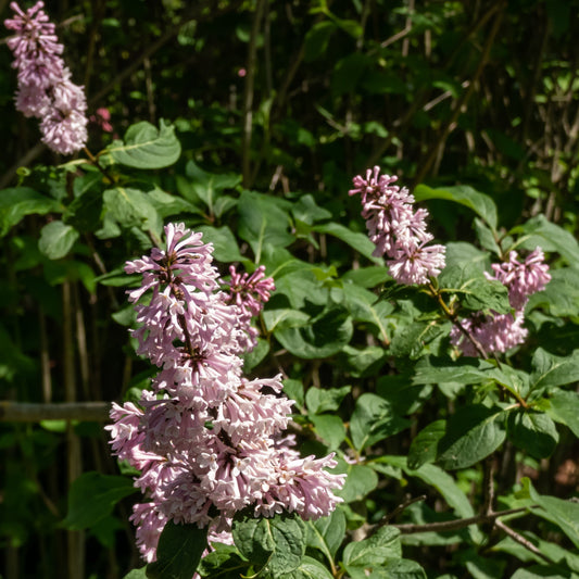 Villosa Lilac Shrub