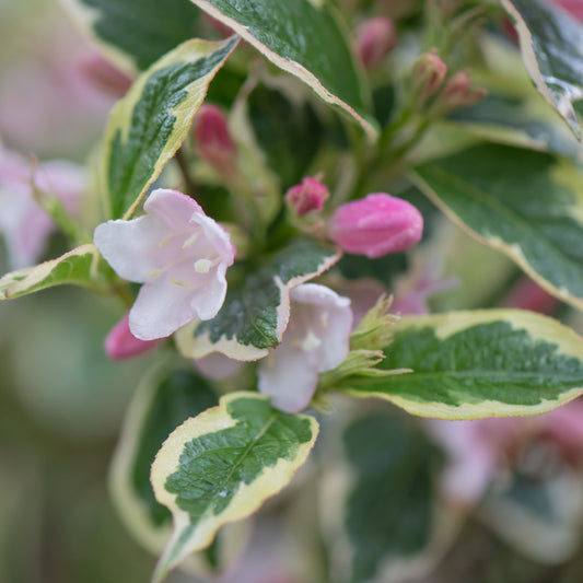 Variegated Weigela Bush - Flowering Shrub - Buy Online at Barely Rooted