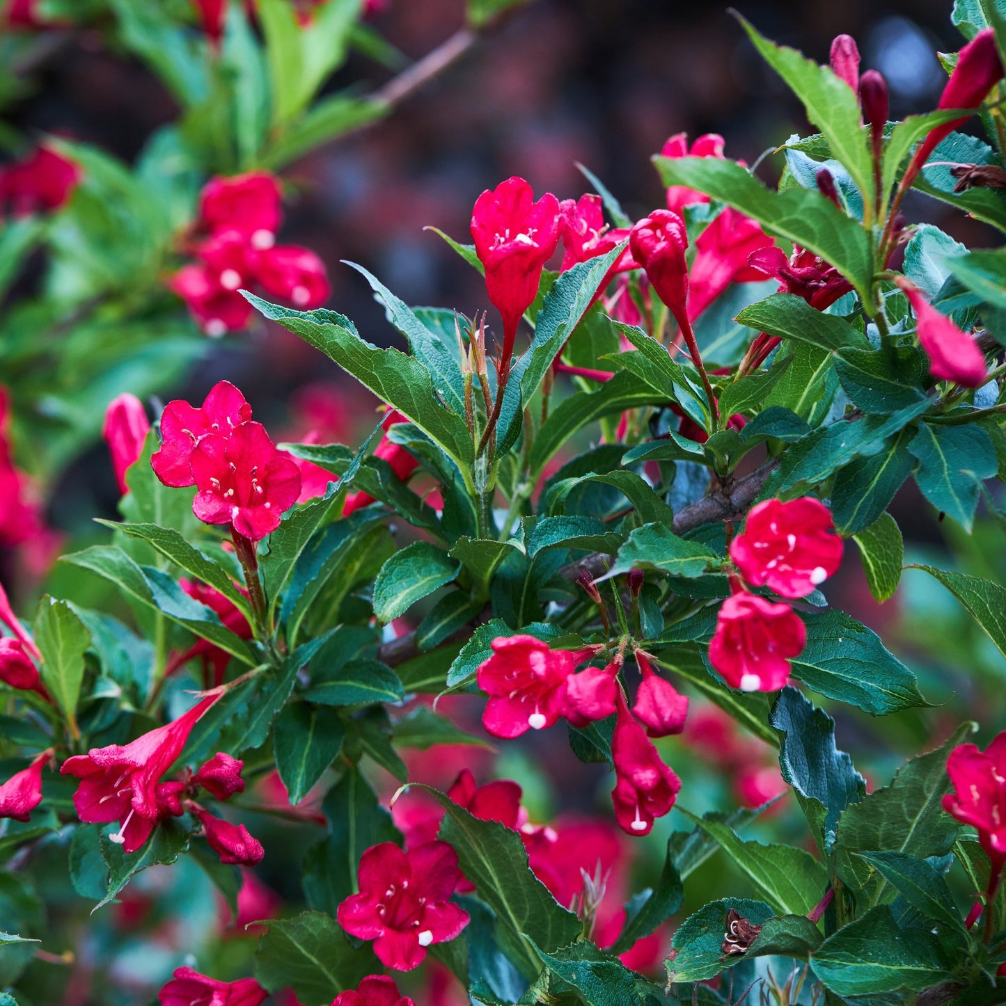 Red Prince Weigela Bush