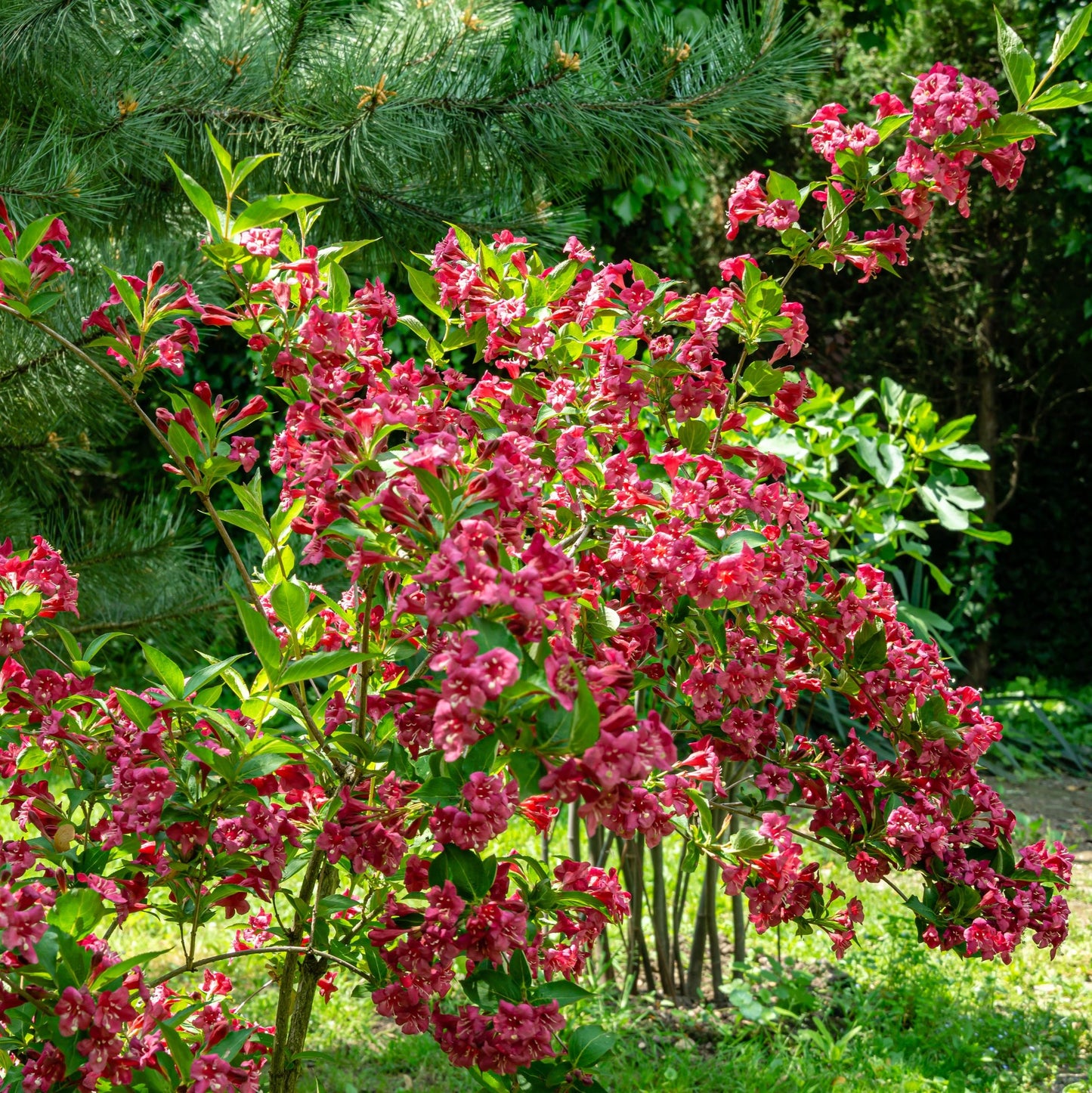 Red Prince Weigela Bush