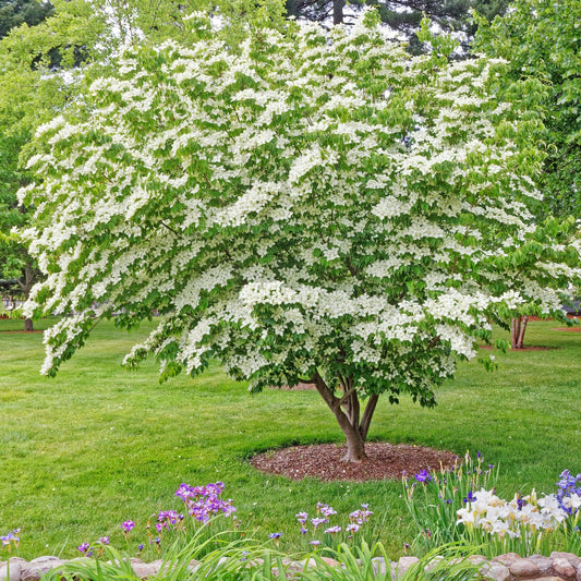 White Dogwood Tree